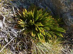 Aciphylla montana montana