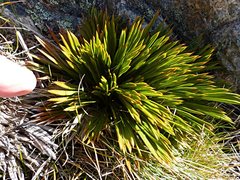 Aciphylla montana montana