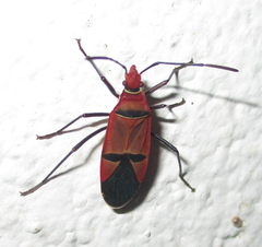 Dysdercus fasciatus
