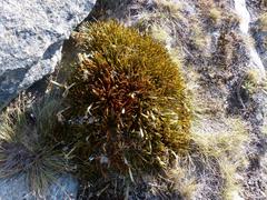 Aciphylla simplex