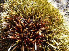 Aciphylla simplex