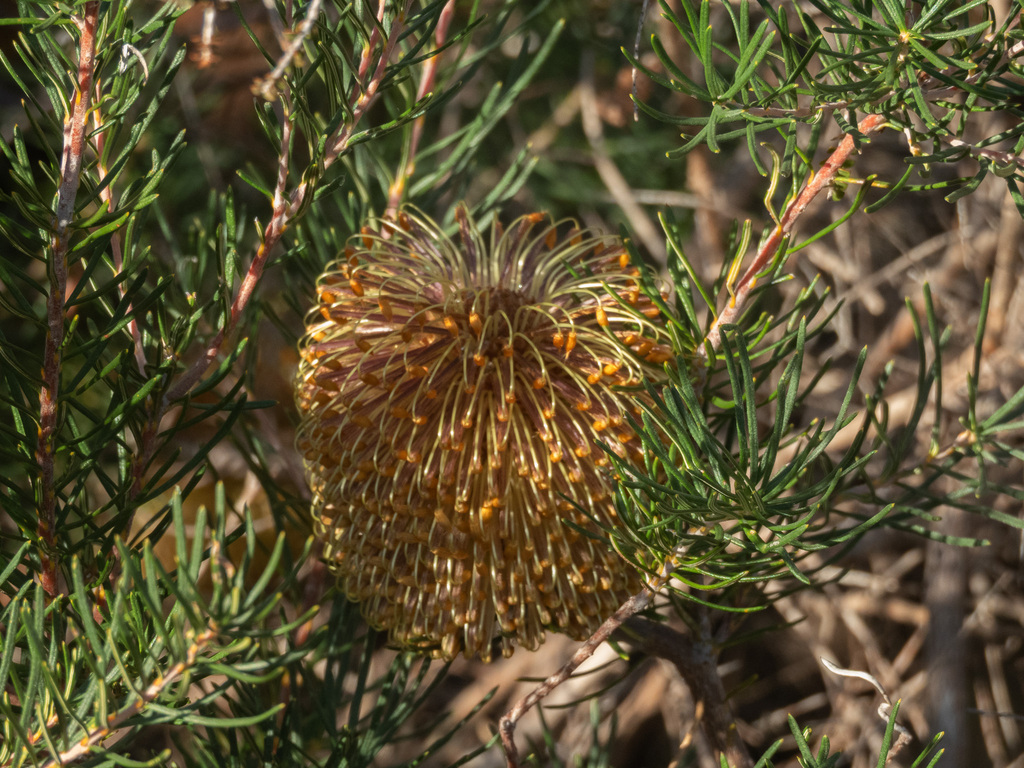 Swamp Fox Banksia