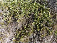 Pimelea mesoa mesoa