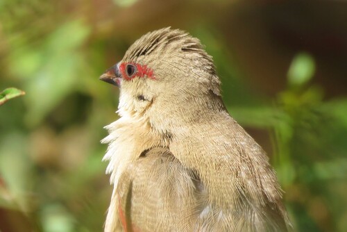 iNaturalist image