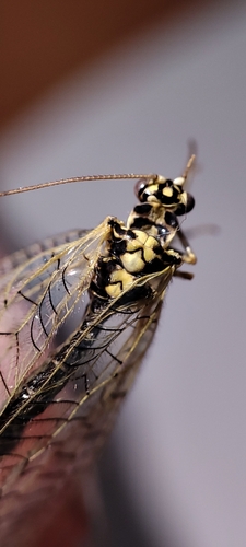 Pearly Green Lacewing photo 2