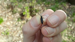 Anoplodera rufipes