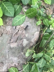 Camponotus pennsylvanicus