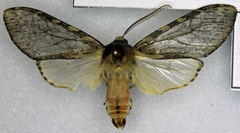 Pseudohemihyalea labecula