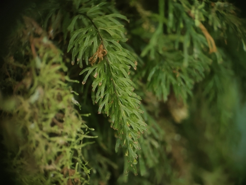 Abrodictyum cumingii observed 2026-06-21