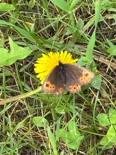 Common Alpine