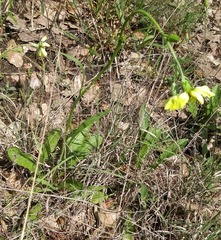 Pyrrhopappus pauciflorus
