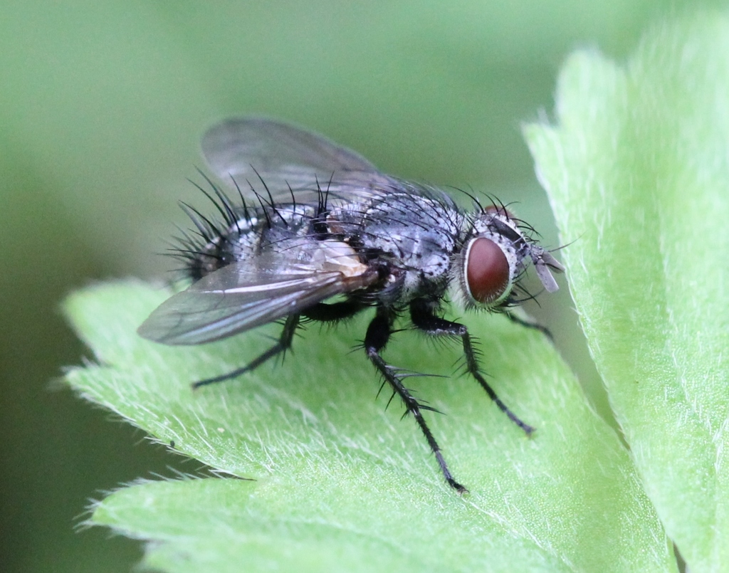Phryxe vulgaris