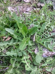 Sisymbrium loeselii
