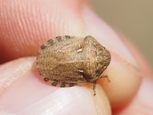 European Tortoise Bug photo 3