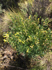 Acmispon dendroideus traskiae