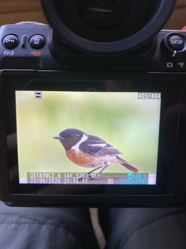 European Stonechat