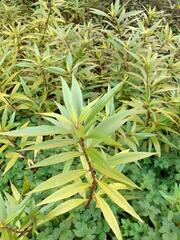 Hygrophila ringens