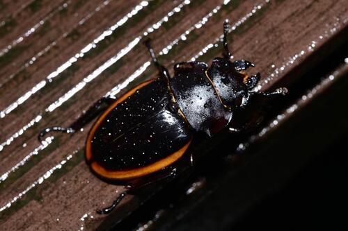 Odontolabis cuvera fallaciosa