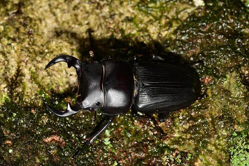 Dorcus hopei hopei