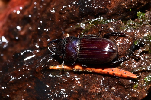 Aegus kuangtungensis