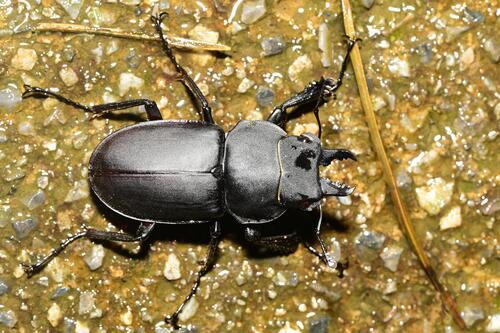 Neolucanus sinicus