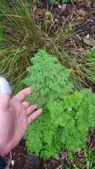 Anthriscus caucalis, photograph author not stated, no rights reserved