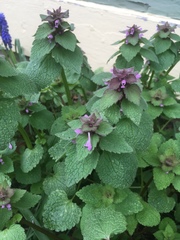 Lamium purpureum
