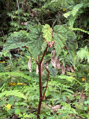 Begonia lukuana, photograph 3