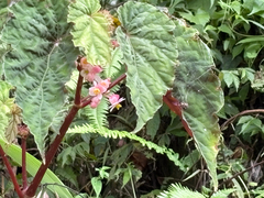 Begonia lukuana, photograph (c) 黃美滿, some rights reserved (CC BY)