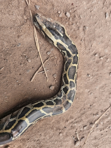 Burmese Python