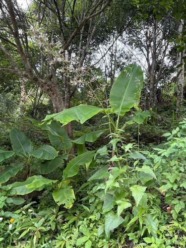 Paraprenanthes sororia, photograph 5