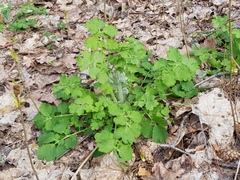 Chelidonium majus