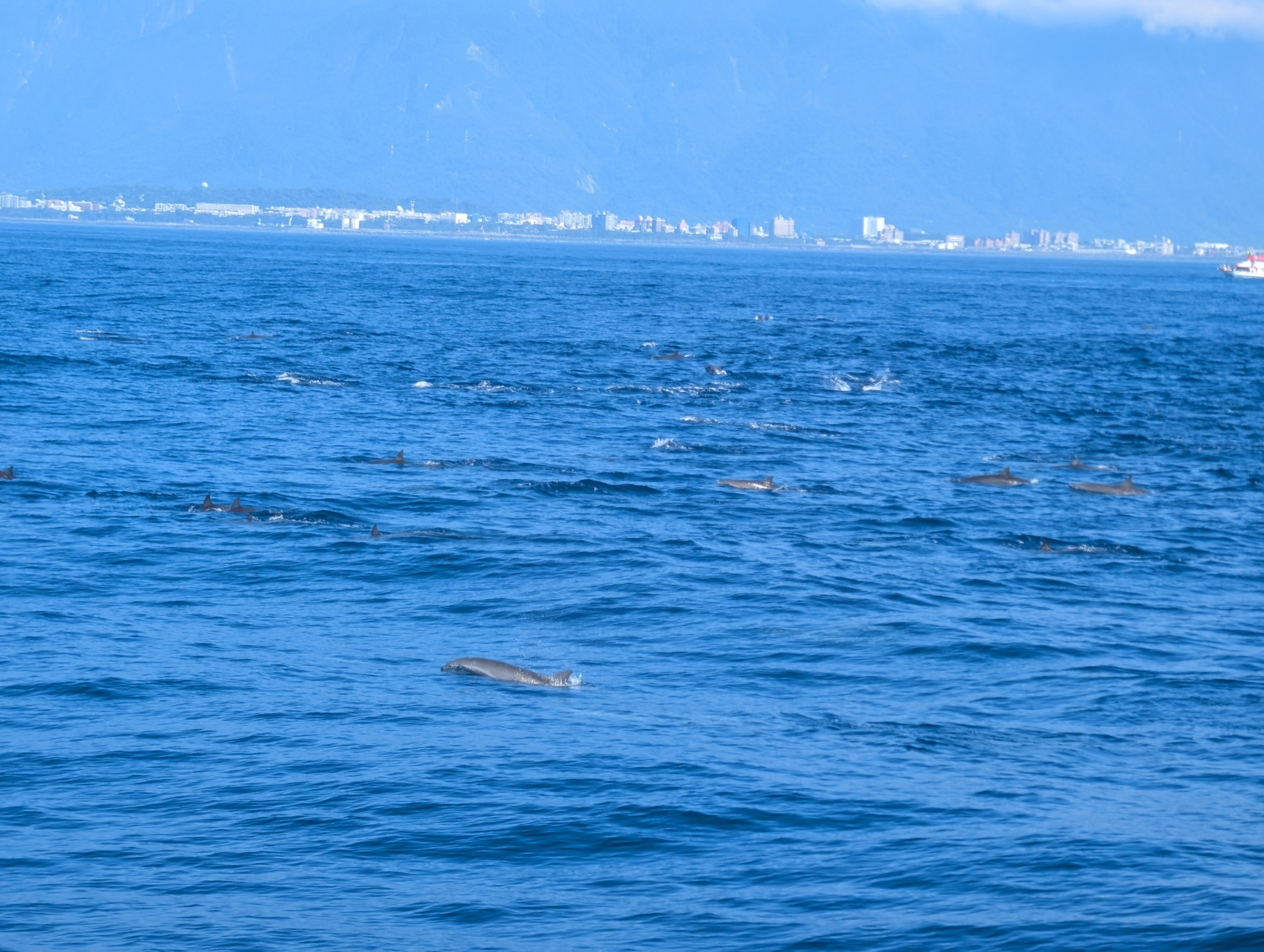 Lagenodelphis hosei
