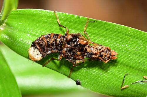 Rhyncocheilus rugulipennis