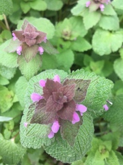 Lamium purpureum