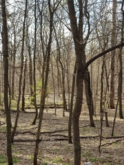 Acer platanoides
