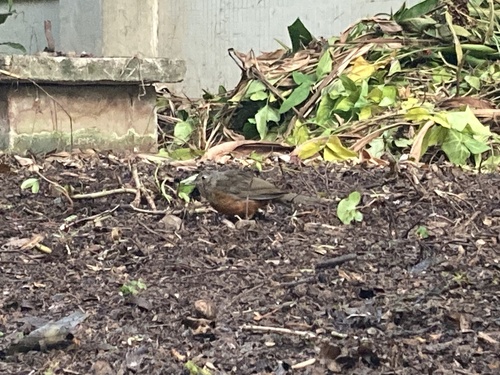 Rufous-bellied Thrush