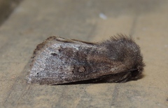 Orthosia garmani
