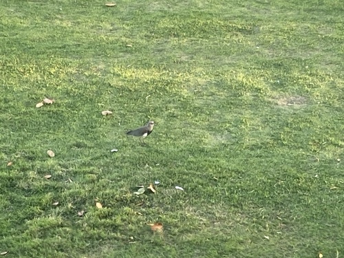 Southern Lapwing