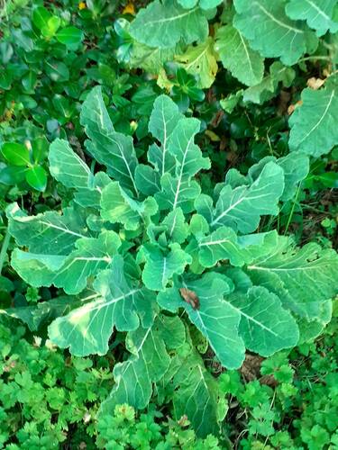 Brassica oleracea, photograph 5