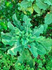Brassica oleracea, photograph (c) zemlya, some rights reserved (CC BY)