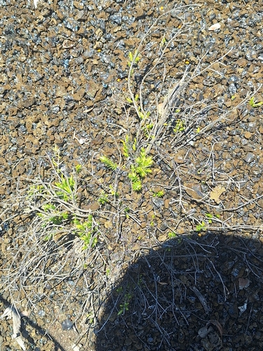 Dubautia ciliolata, 2026-06-22
