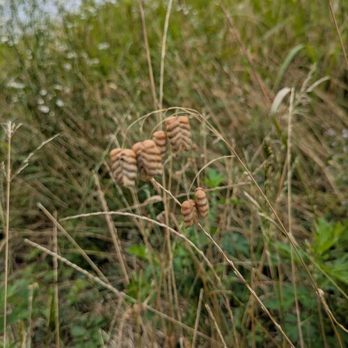 Greater Quaking Grass