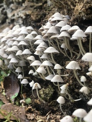 Basidiomycota