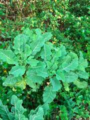 Brassica oleracea, photograph (c) zemlya, some rights reserved (CC BY)