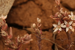 (c) Chaym Turak, some rights reserved (CC BY-SA) Sedum rubens, photograph (c) Chaym Turak, some rights reserved (CC BY-SA)