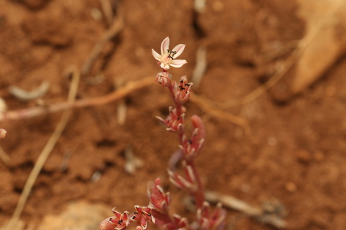 Sedum rubens, photograph 1
