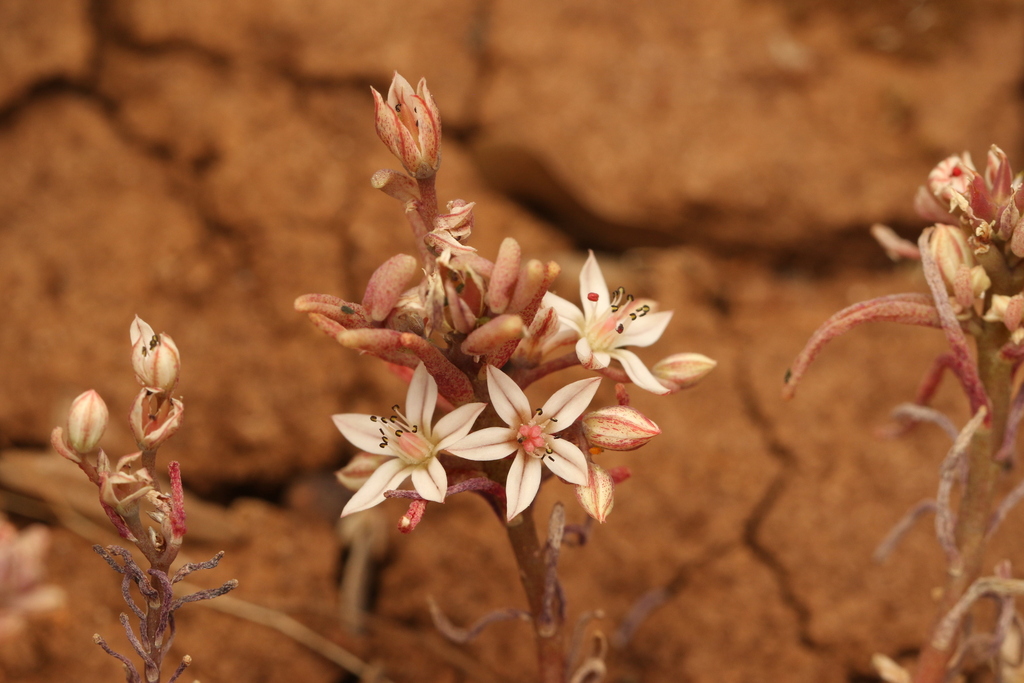 Sedum rubens; photograph (c) Chaym Turak, some rights reserved (CC BY-SA)