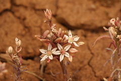 Sedum rubens