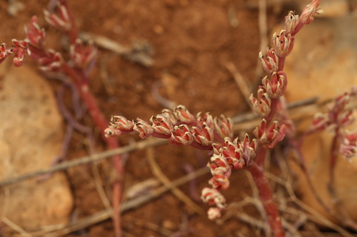 Sedum rubens, photograph 2